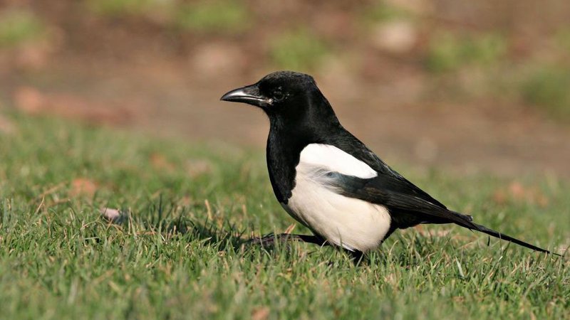 A magpie